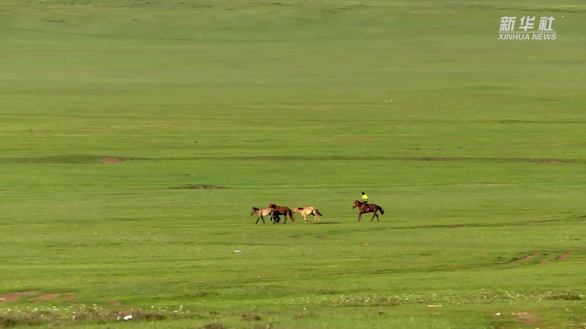 蒙古国草原马场风光