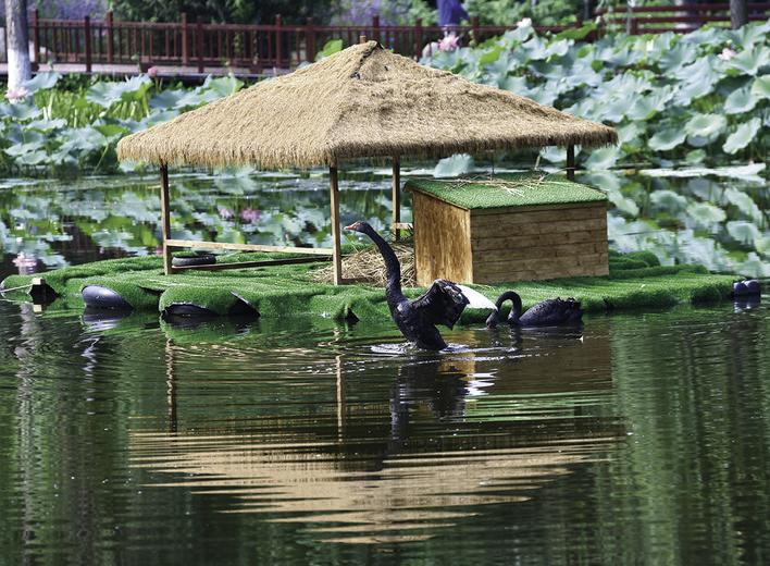 九月秋高气爽，百花园的景观湖荷花绽放，姿态优美的黑天鹅在此安家，悠闲自在地戏水、觅食。 赵滨 摄