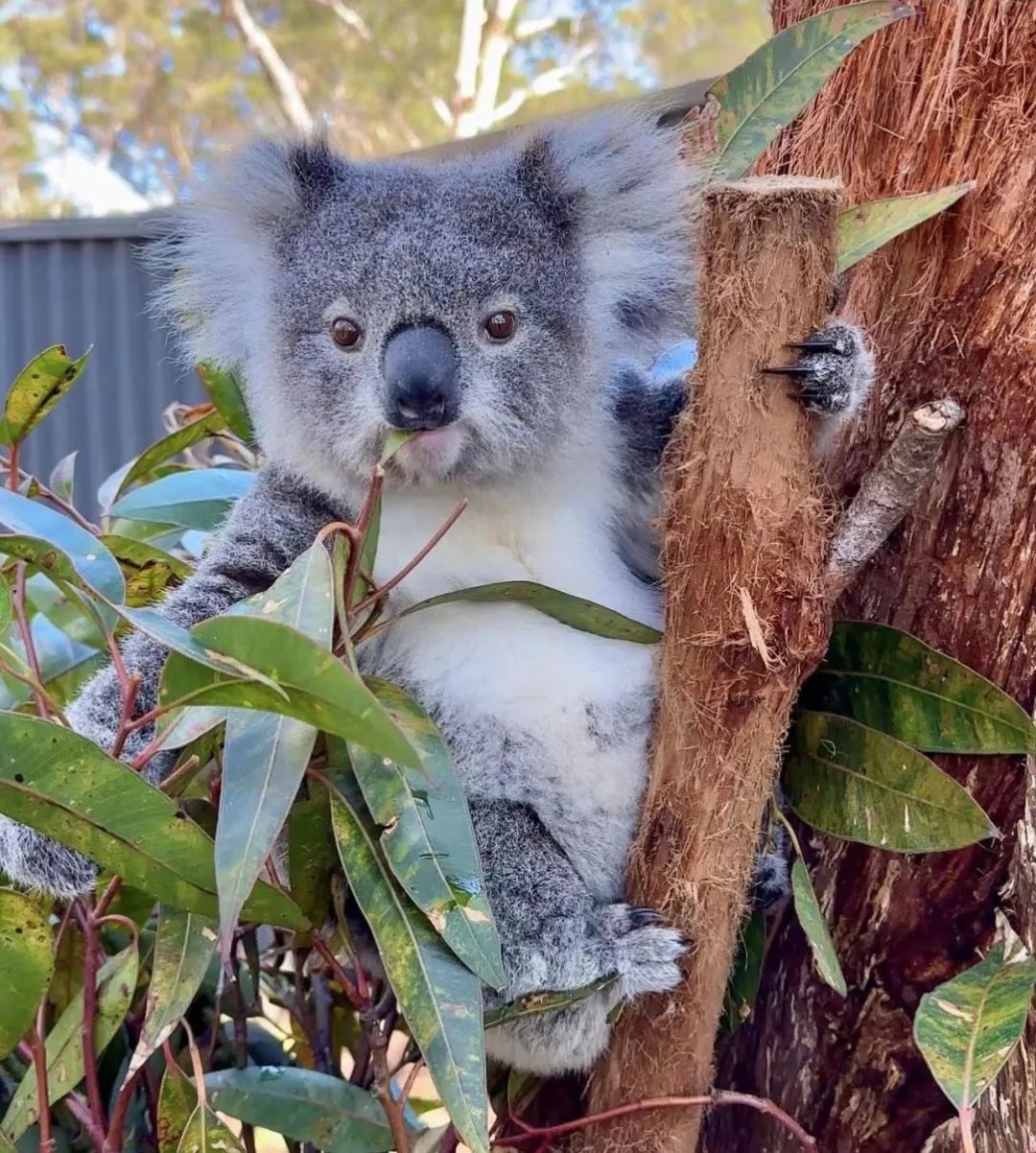 △ （圖/ Port Stephens Koala Sanctuary）