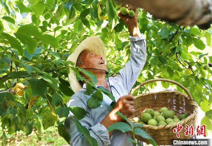 “中国核桃之乡”甘肃成县：农户“核”里“桃”金