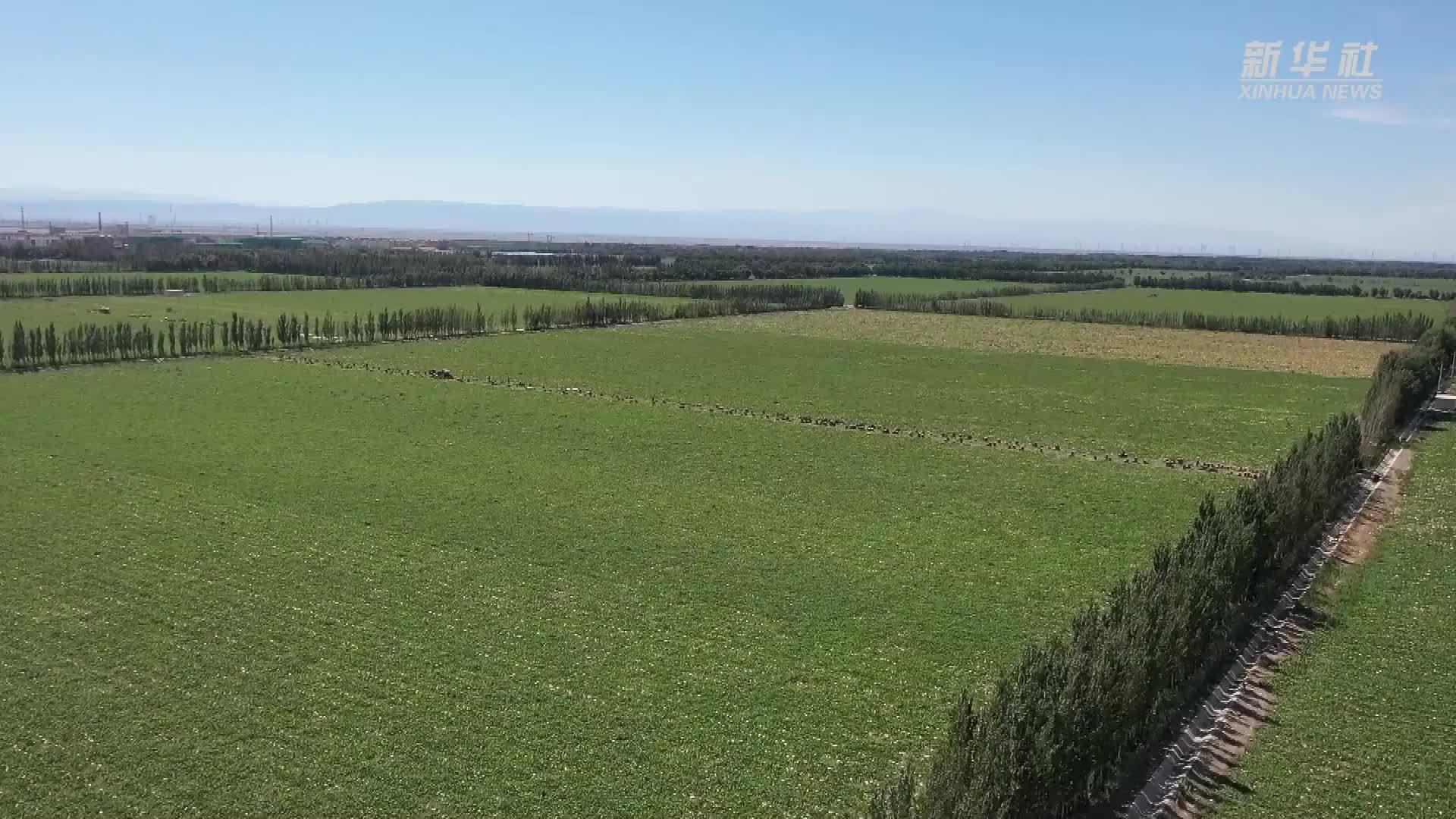 沿着河湖看新疆｜新疆淖毛湖：昔日戈壁滩 今朝“金银窝”
