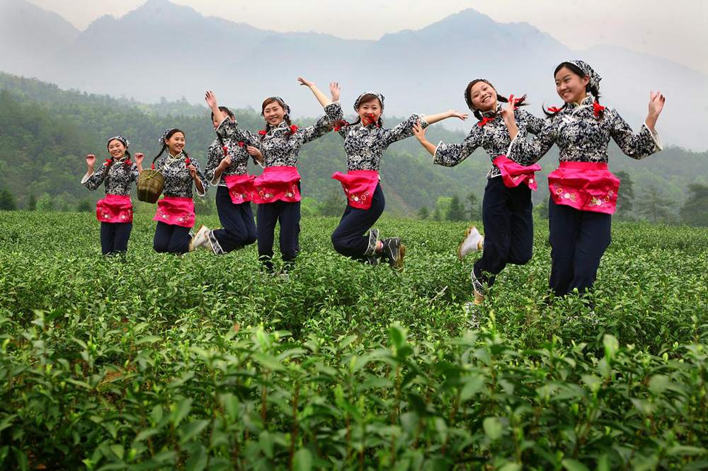 靖安白茶是“國家地理標志產(chǎn)品”，靖安縣通過茶旅融合有效帶動群眾致富、促進鄉(xiāng)村振興。江西省文旅廳供圖