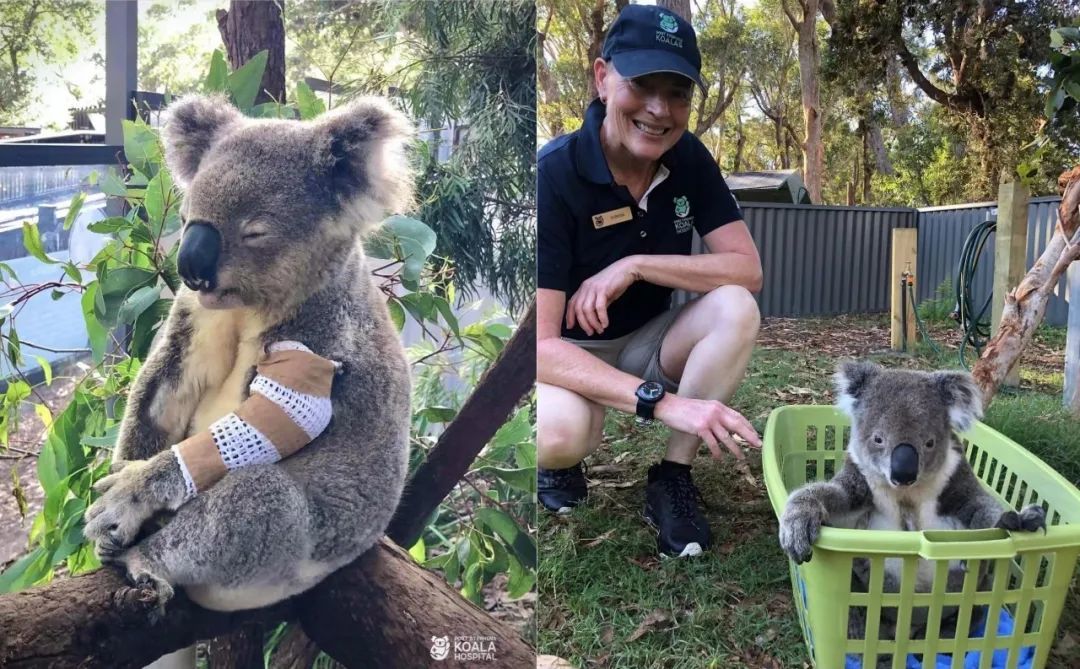 △（圖/Port Stephens Koala Sanctuary）