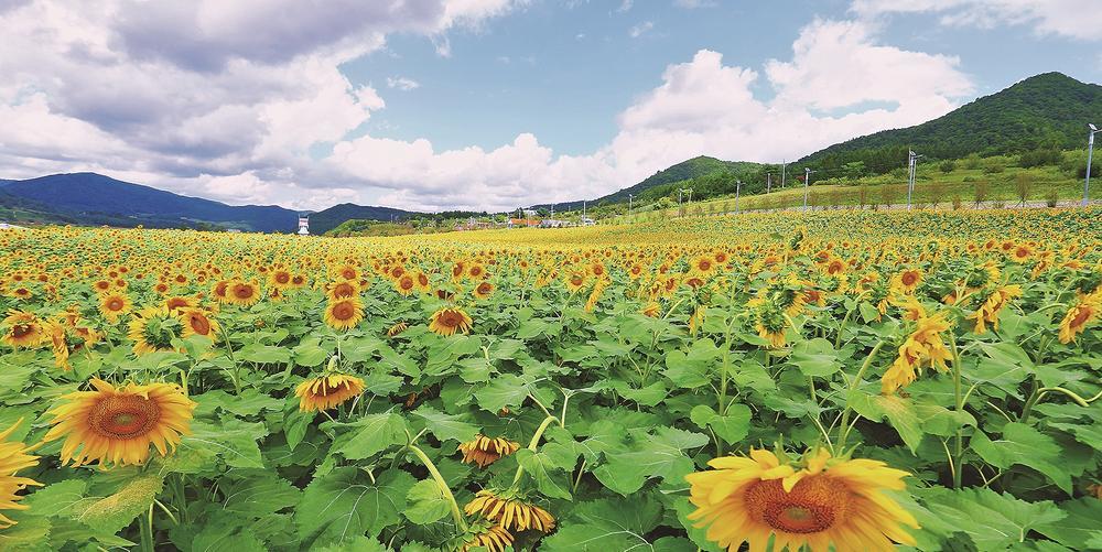 秋日限定！邂逅通化“金色花海”