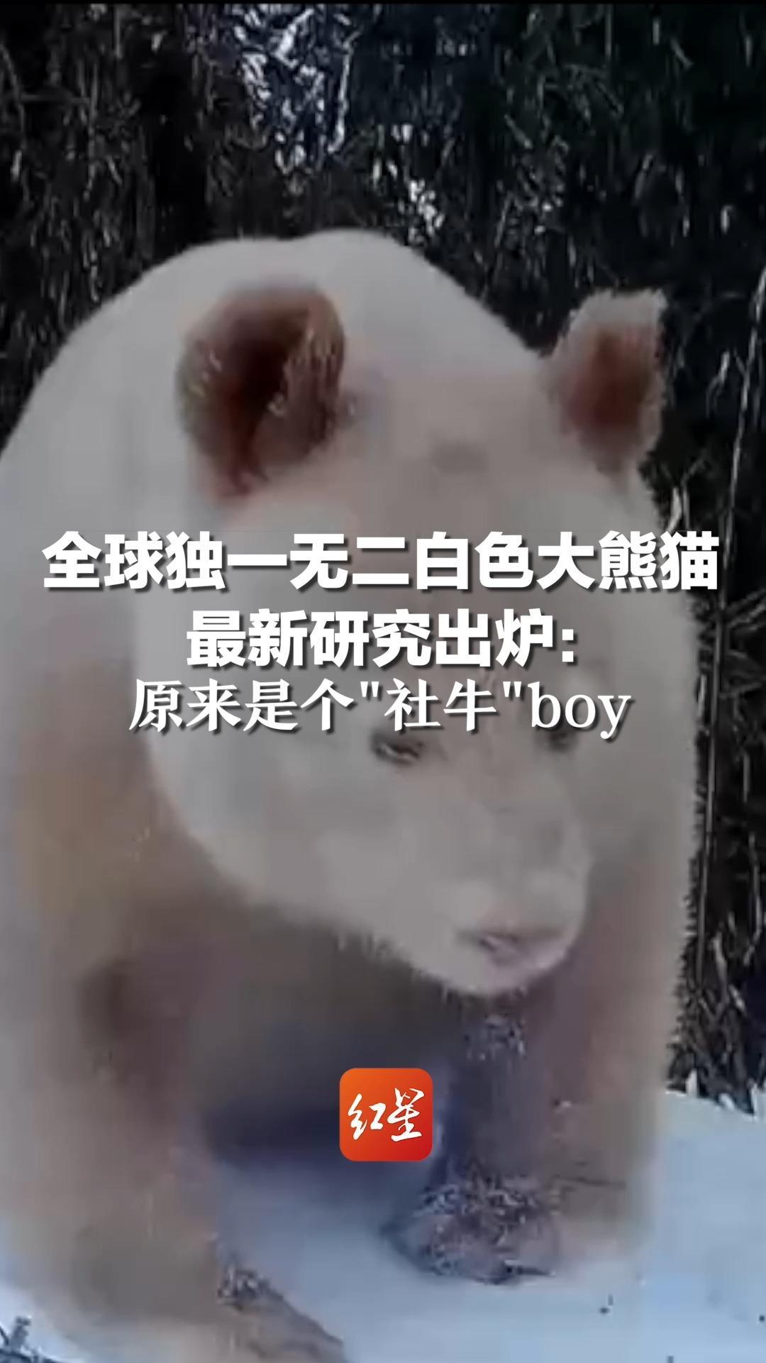 全球独一无二白色大熊猫最新研究出炉：原来是个“社牛”boy