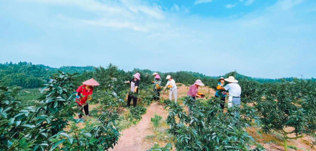 村民在双江镇联耕农业公司花椒基地务农