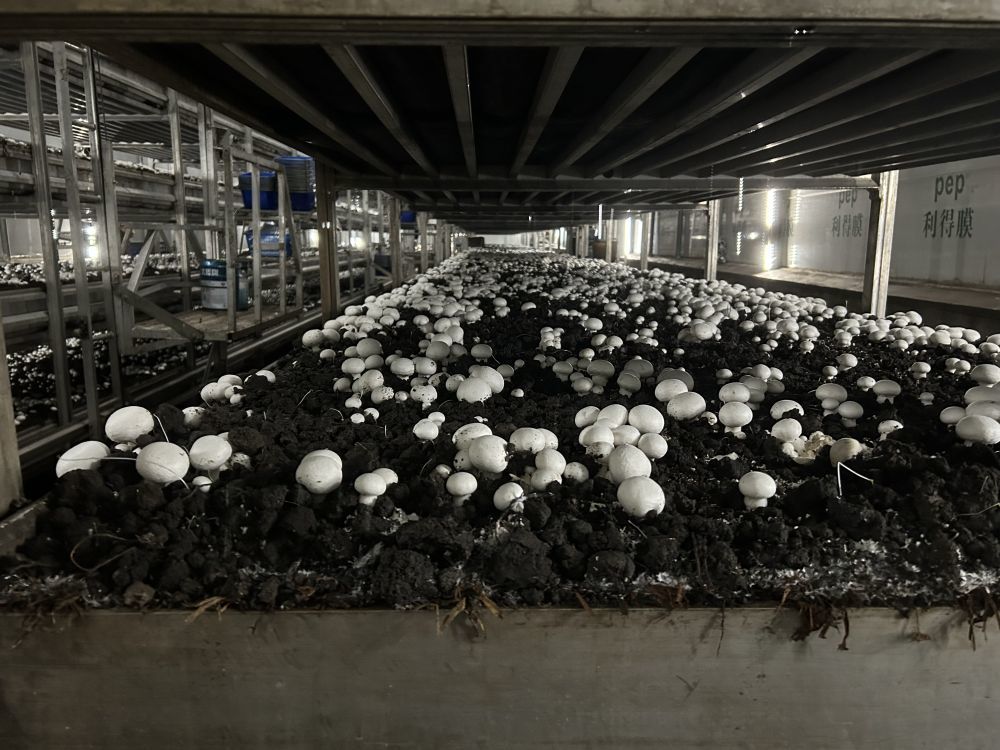 临泽现代寒旱农业产业园双孢菇工厂化生产菇房里的双孢菇 新华社记者