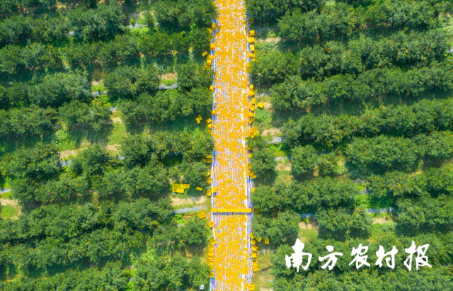 广东唯一 新会陈皮产业园入选国家现代农业产业园十大建设模式