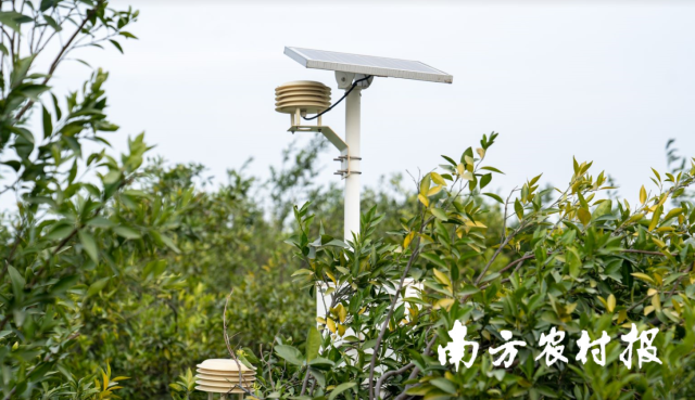 广东唯一 新会陈皮产业园入选国家现代农业产业园十大建设模式