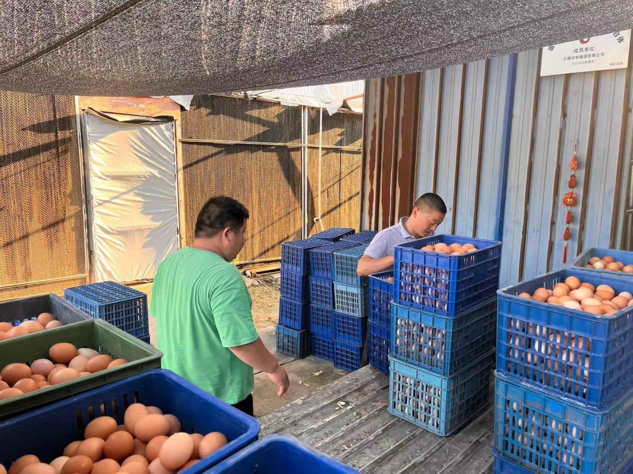 分散养殖户正把鸡蛋装车准备运往正隆集团总部