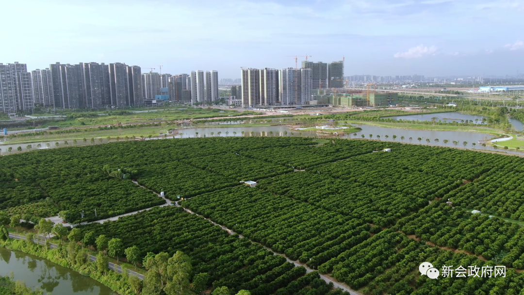 黄俊鸿 摄