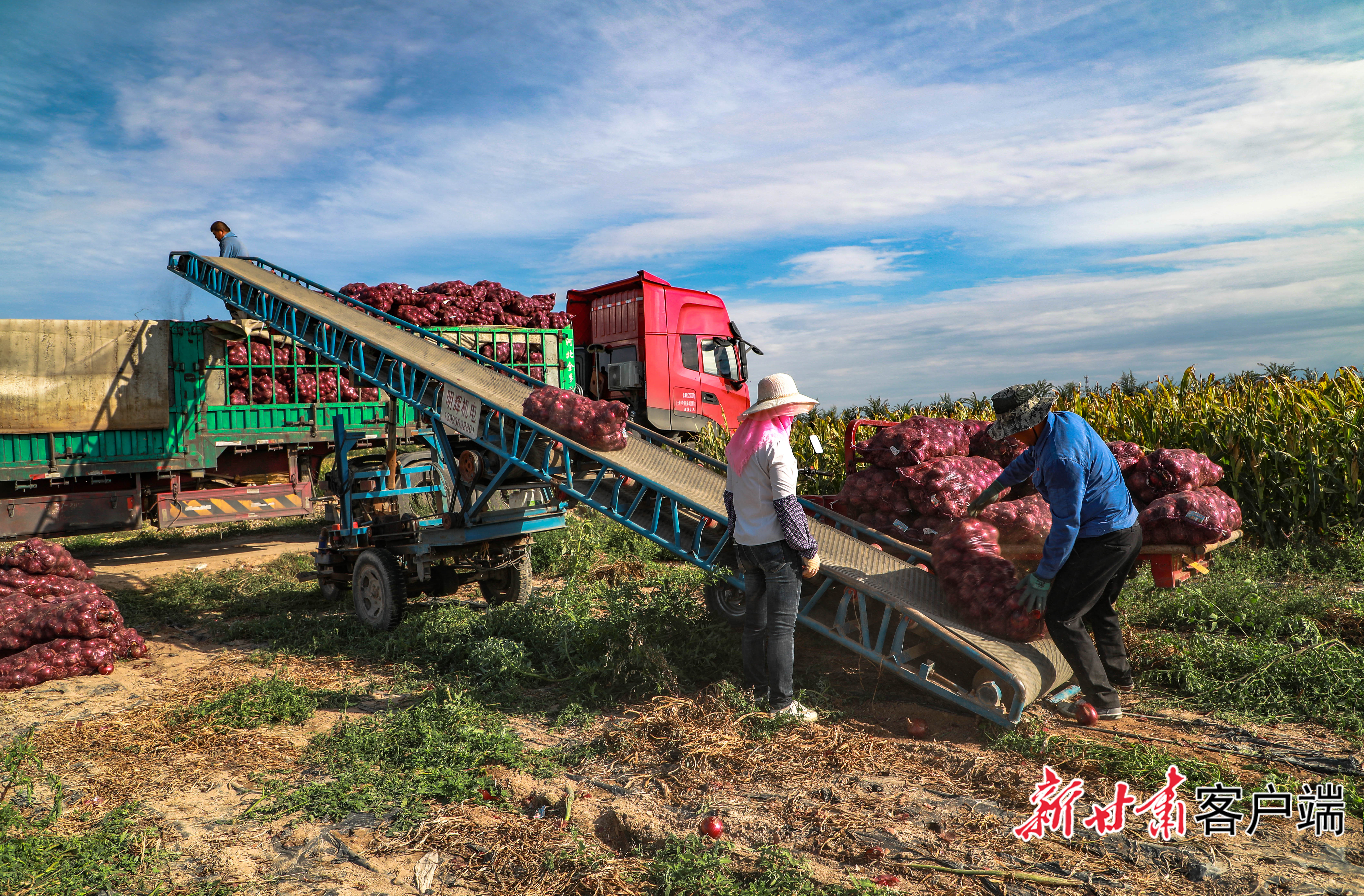 张掖农产品乘"一带一路"东风 阔步"出海"走俏亚欧凤凰网甘肃_凤凰网