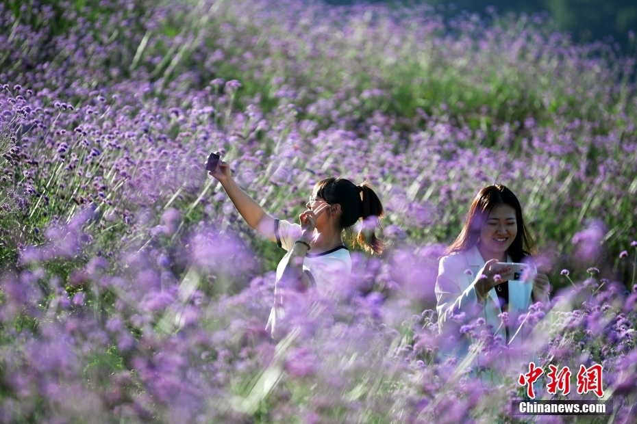 河北承德：燕山花海秋日美