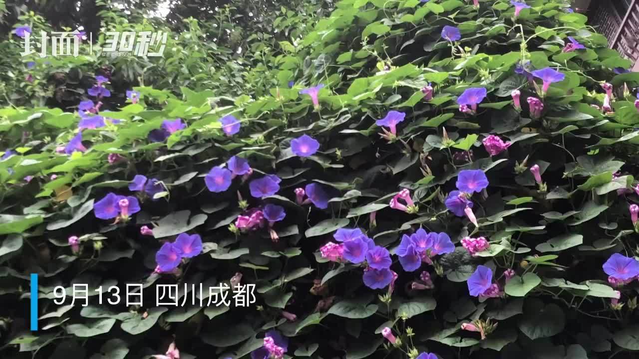 30秒｜老院落里牵牛花开