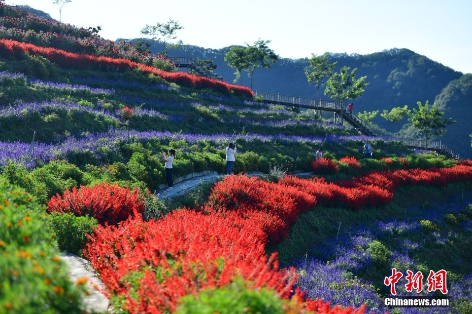 河北承德：燕山花海秋日美
