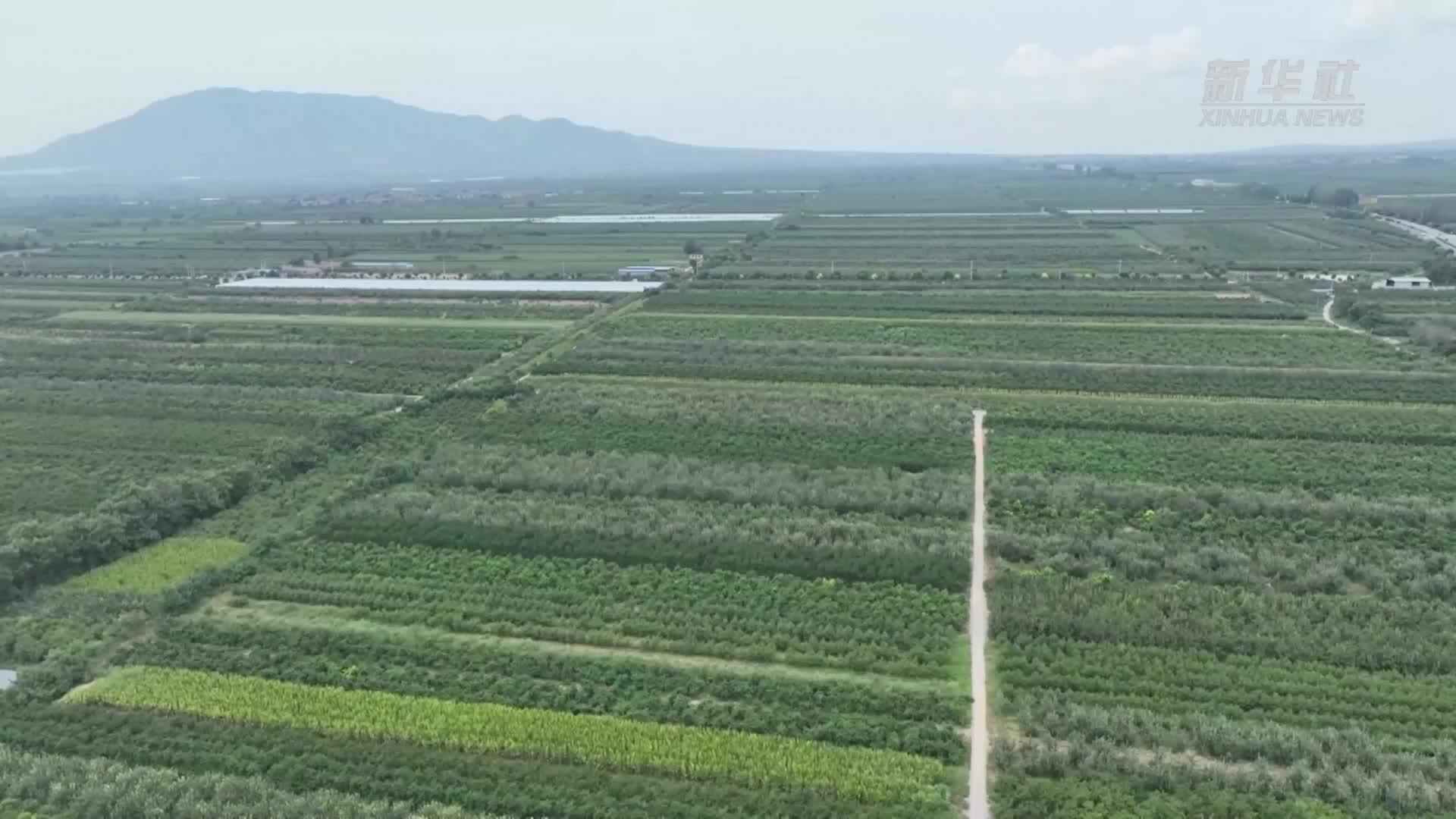 山西运城：农村电商助力农产品“出村进城”