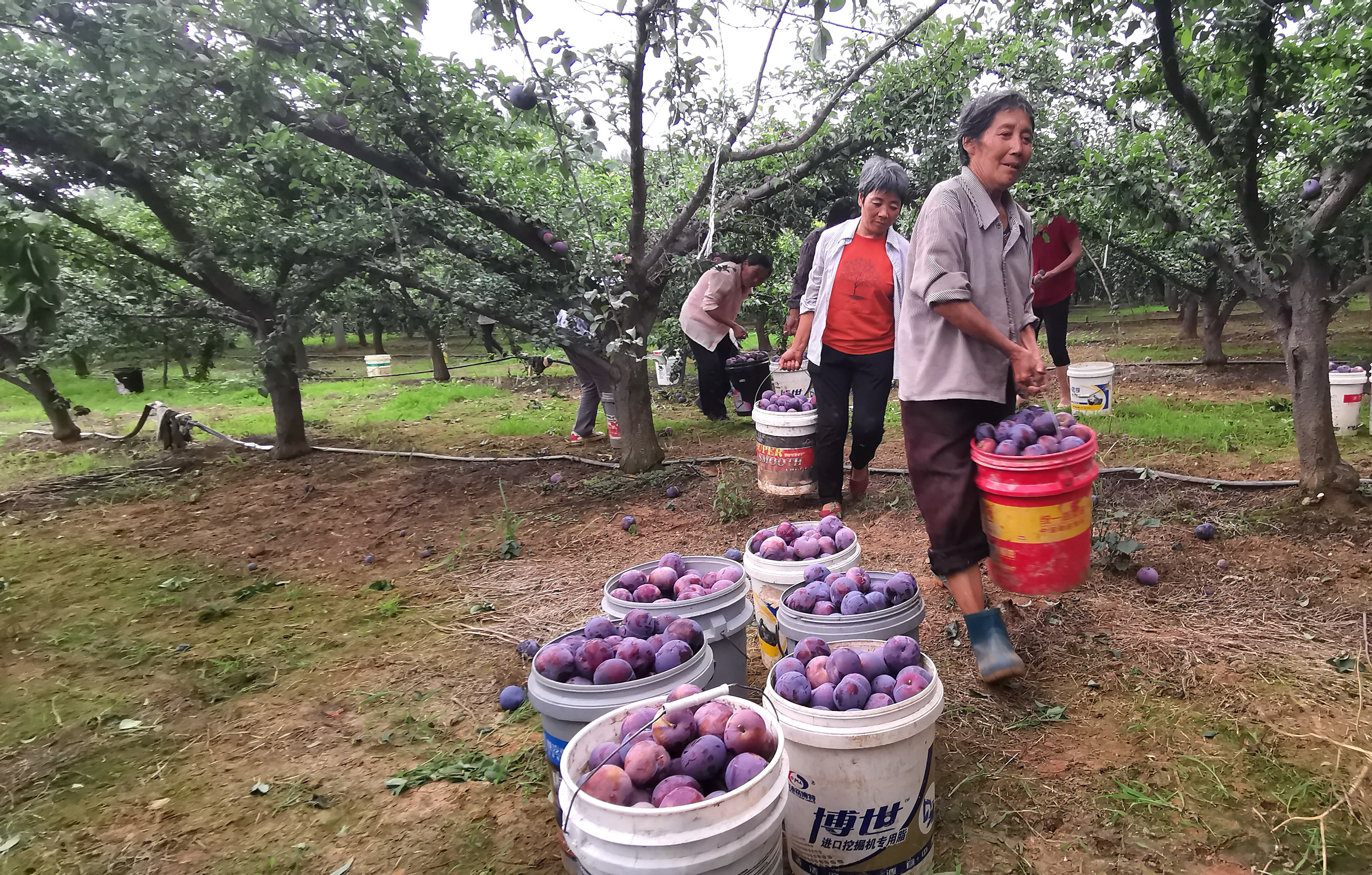（杏李大丰收 张建伟 摄）