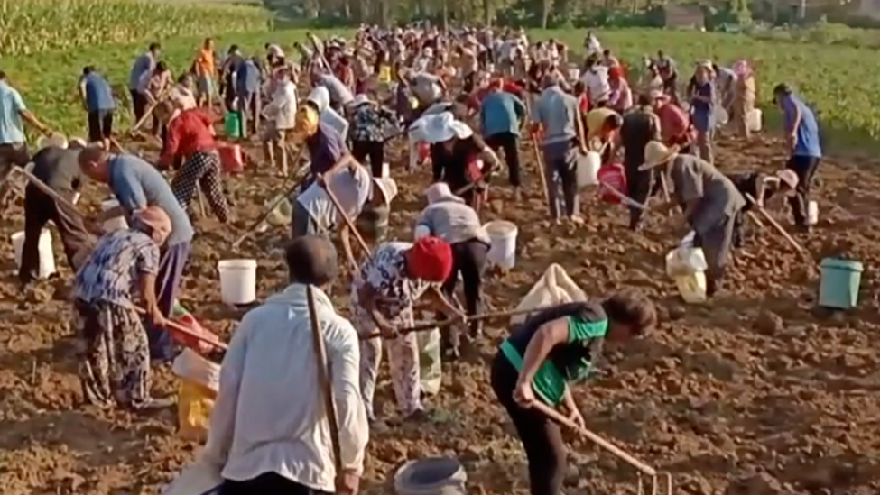 男子称地里未收净中药遭上百名村民哄抢，村支书回应