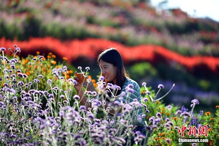 河北承德：燕山花海秋日美