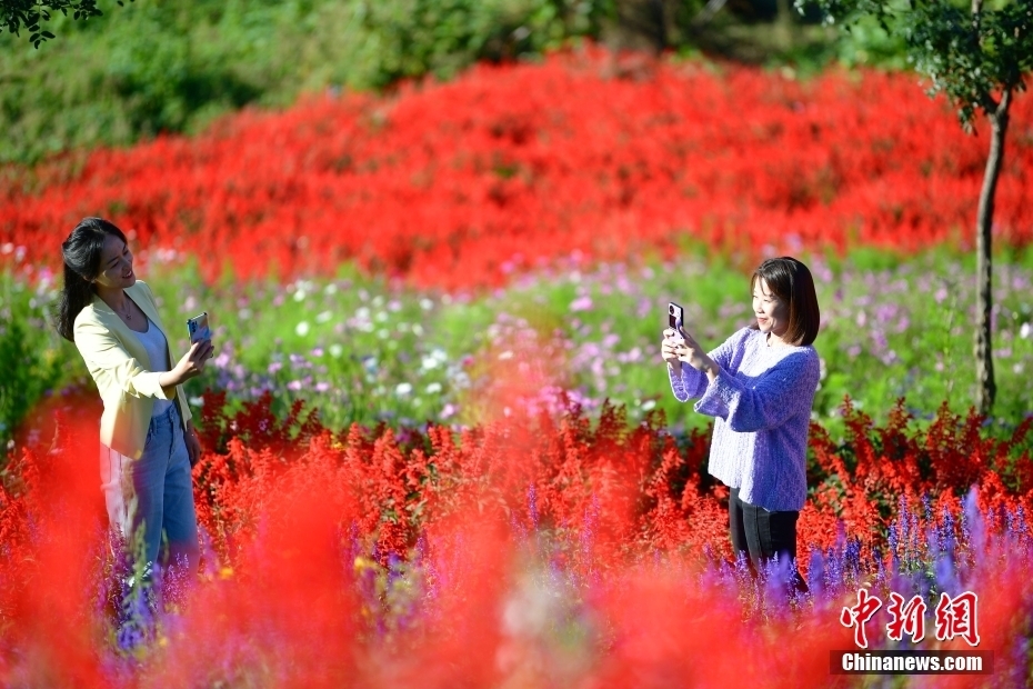 河北承德：燕山花海秋日美