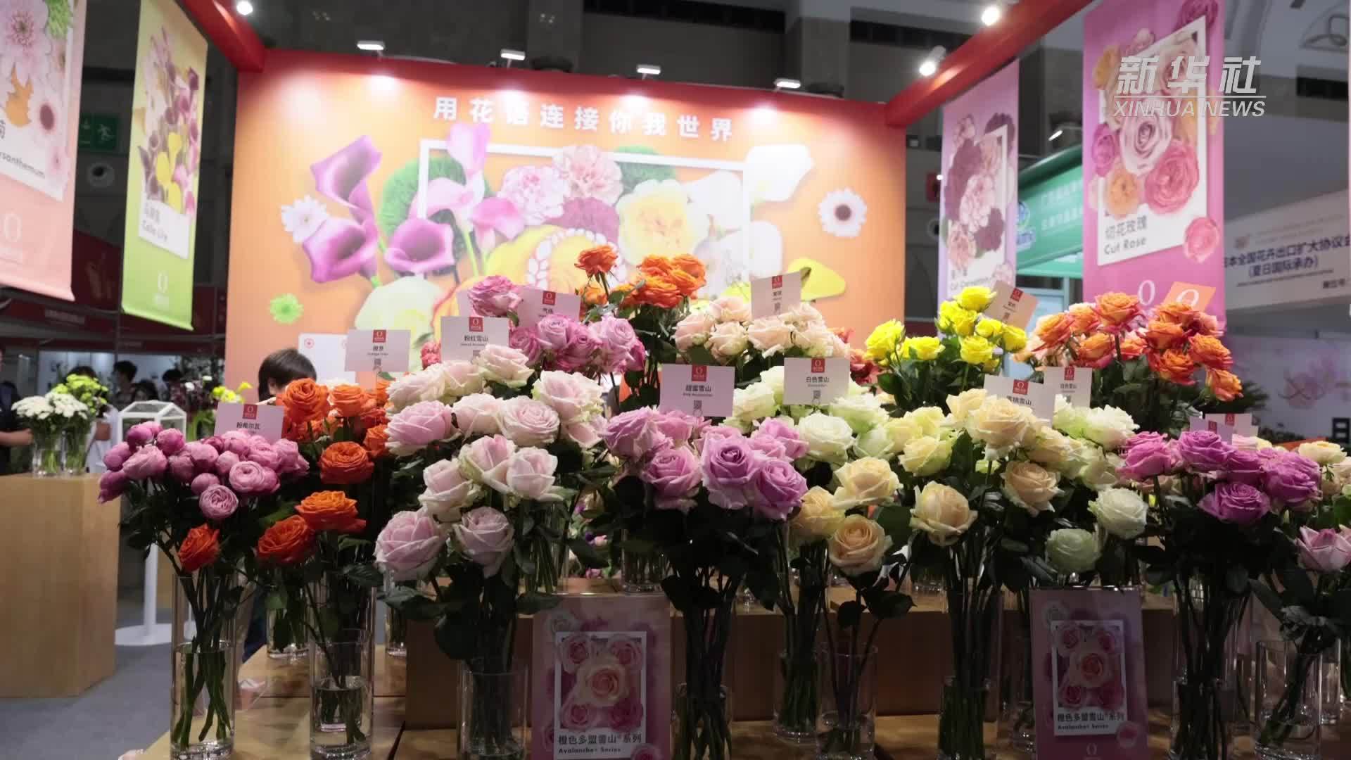 鲜花“来袭”！第二十一届中国昆明国际花卉展开幕