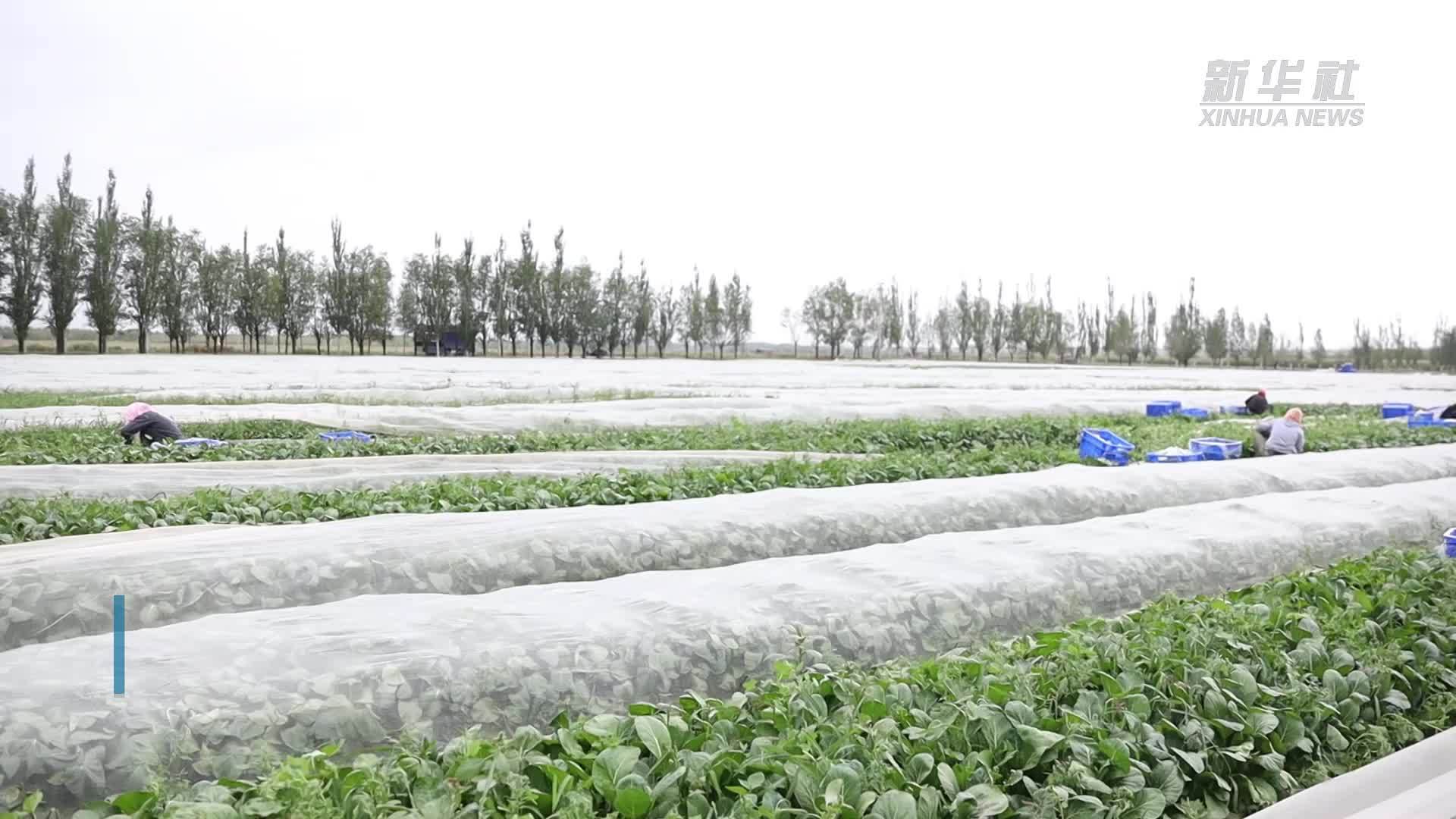 宁夏固原：“三个零”技术助力冷凉蔬菜产业发展