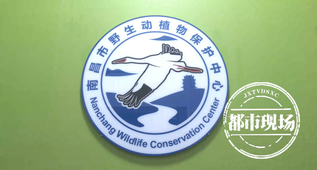 南昌5地发现孤猴 专家：从梅岭跑下来的 不要惹恼和伤害它们