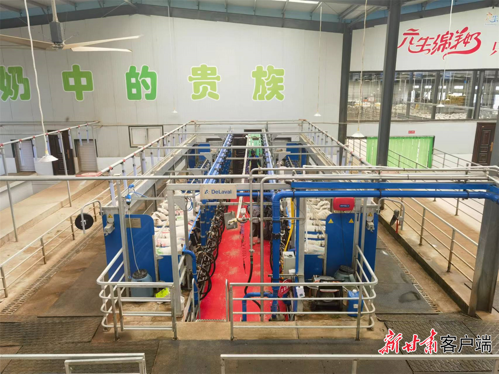 金昌元生农牧奶绵羊挤奶大厅