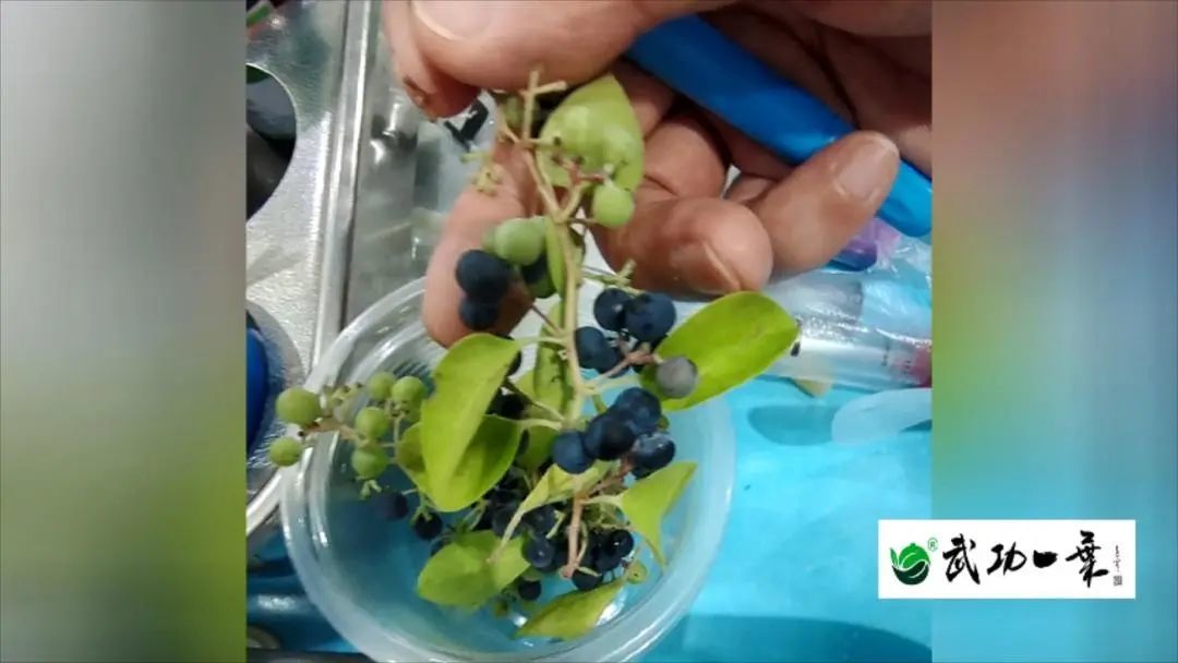 防吃“祸”！萍乡8名学生误食野果中毒