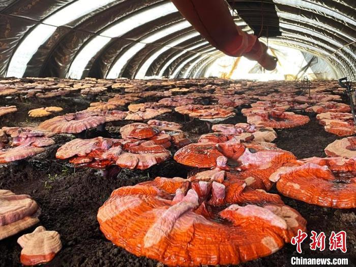 灵芝进入丰收季。　记者 苍雁 摄