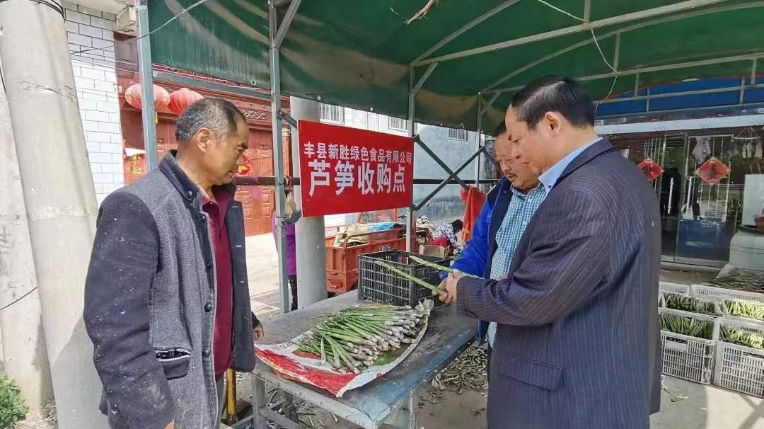 丰县：芦笋种植 ，致富路越走越宽了