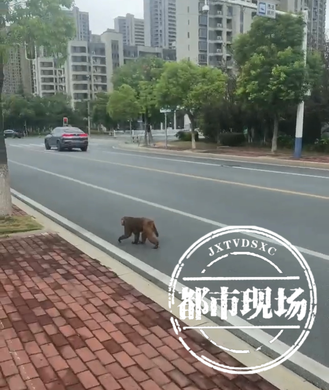 南昌5地发现孤猴 专家：从梅岭跑下来的 不要惹恼和伤害它们