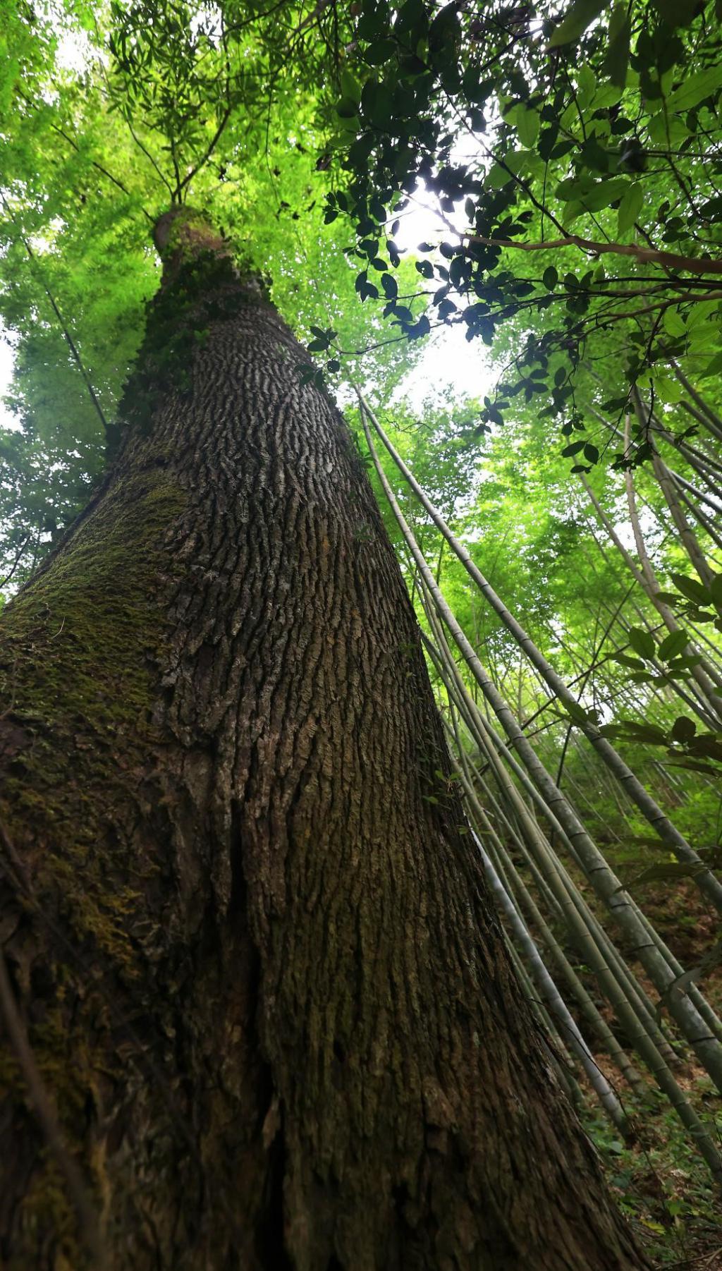 △ 54.075 米高枫香树