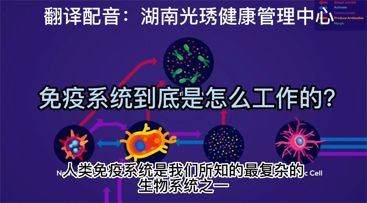 一个视频带你了解身体里的免疫系统是如何工作的！不懂你打我