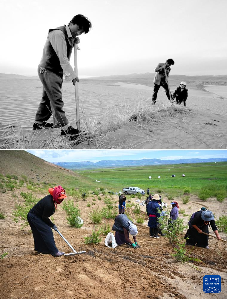 拼版照片:上图为2002年参与防治沙漠化的工作人员在玛曲县黄河沿岸一