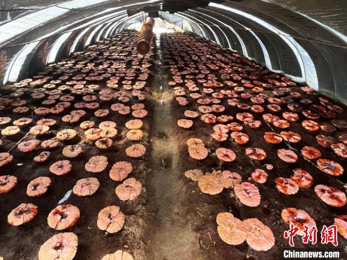 灵芝大棚里，朵朵灵芝盛放。　记者 苍雁 摄