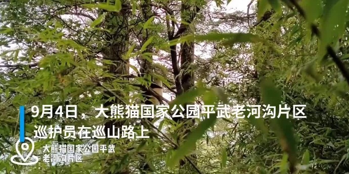 绵阳平武大熊猫国家公园护林员拍到野生大熊猫下树紧抱树干拉粑粑