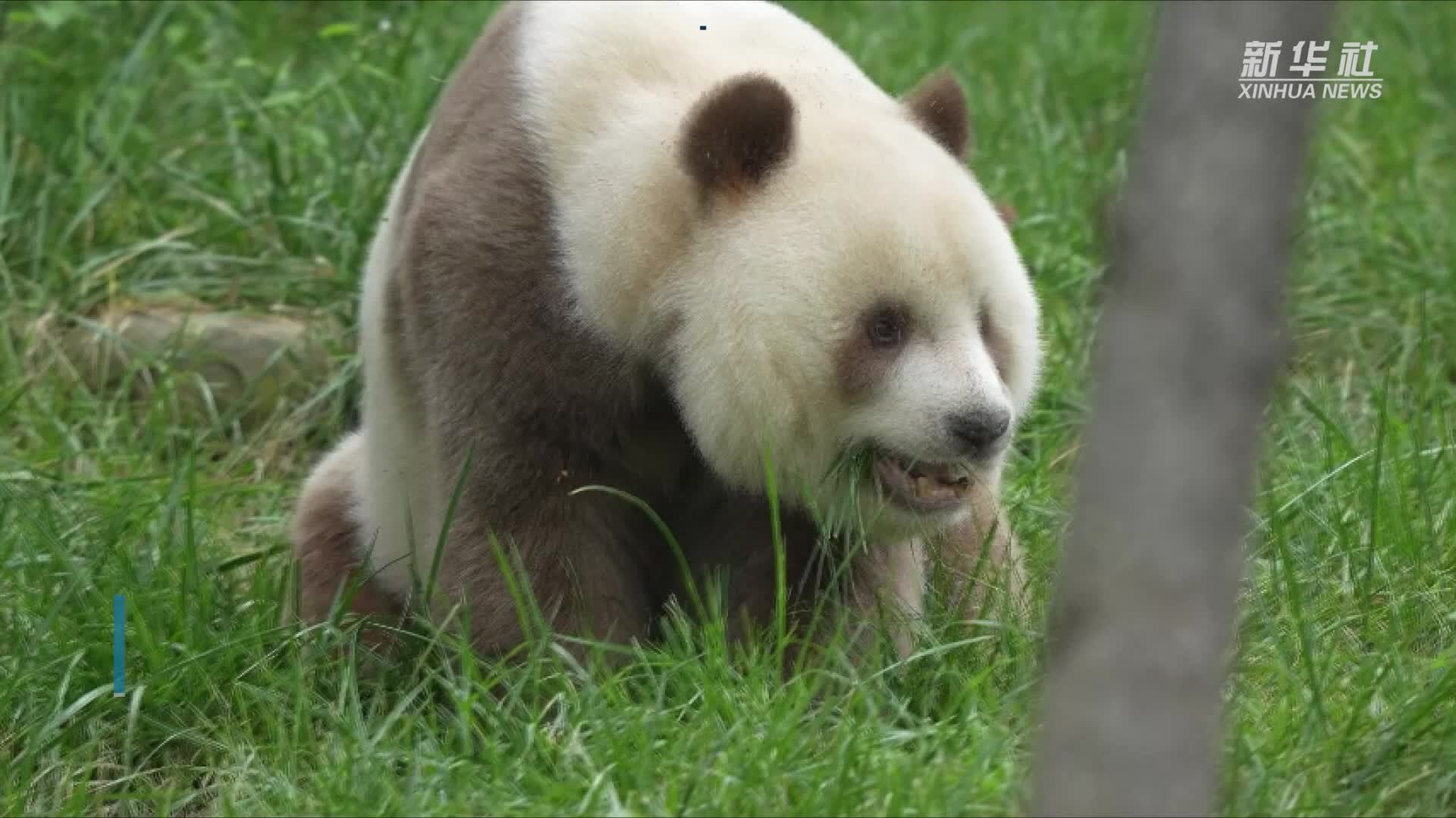 园方回应熊猫阿宝耳朵被七仔咬成V形：无大碍 繁殖期比较激动-千里眼视频-搜狐视频