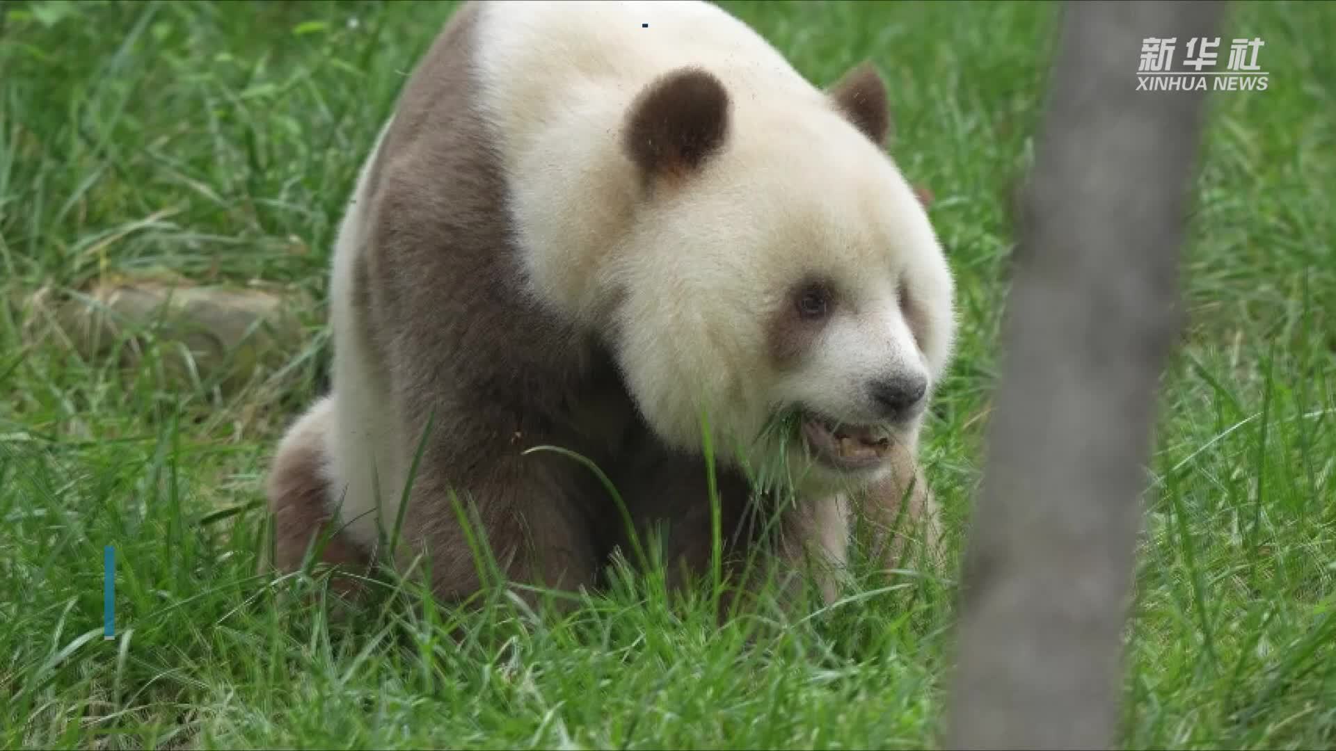 棕色大熊猫“七仔”吃草“换口味”