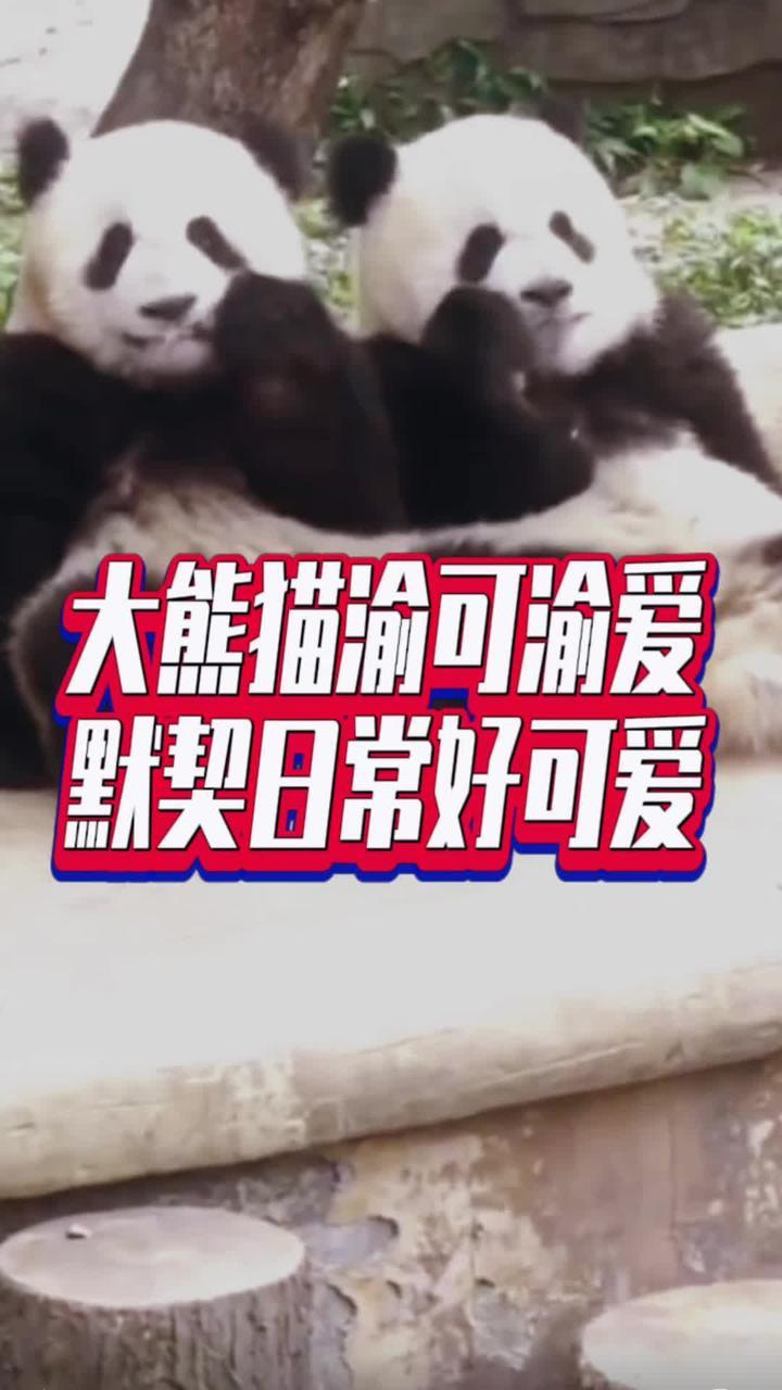 大熊猫渝可渝爱默契日常好可爱#国是论坛 #大熊猫渝可渝爱_凤凰网视频_凤凰网