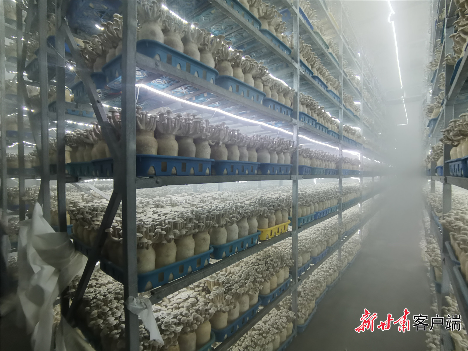 甘肃神农珍稀菇业有限公司海鲜菇长势喜人