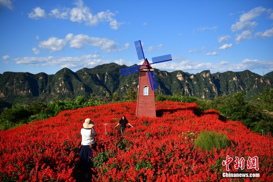 河北承德：燕山花海秋日美