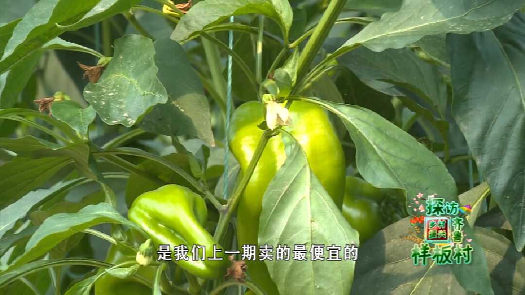 古城子村的大棚种植的泡椒