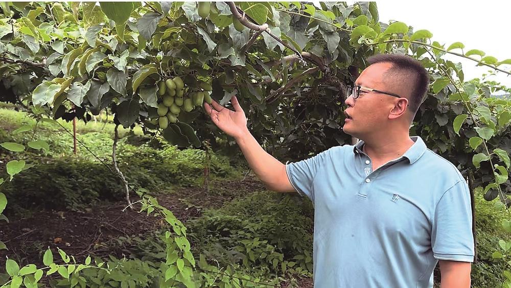 抚松县兴隆乡青年村的种植基地，软枣猕猴桃藤架上挂满了一串串翠绿的果实。图为中国农业科学院特产研究所的北方特色浆果资源评价与利用科技创新团队负责人正在果园指导秋季修剪。 本报记者 冯超 摄