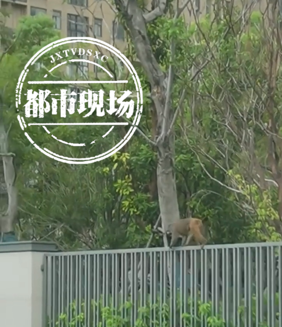 南昌5地发现孤猴 专家：从梅岭跑下来的 不要惹恼和伤害它们