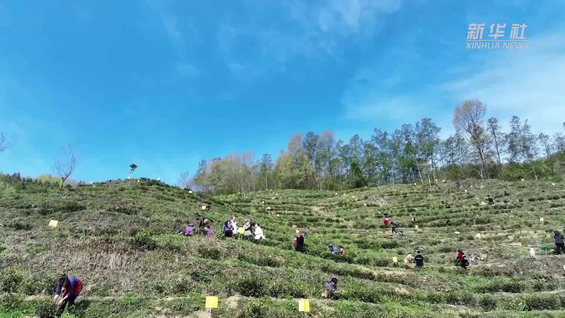 东西协作显成效“白叶一号”固成果