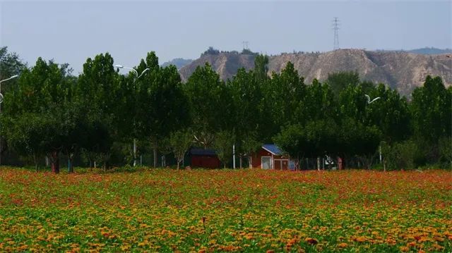 黄河花堤