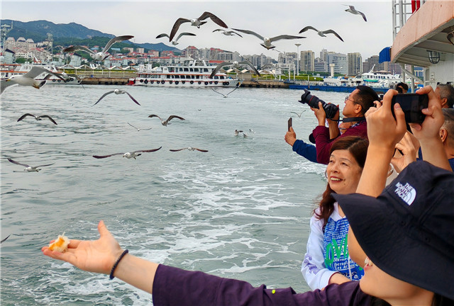 游客从刘公岛客运中心乘船出海，投喂海鸥。