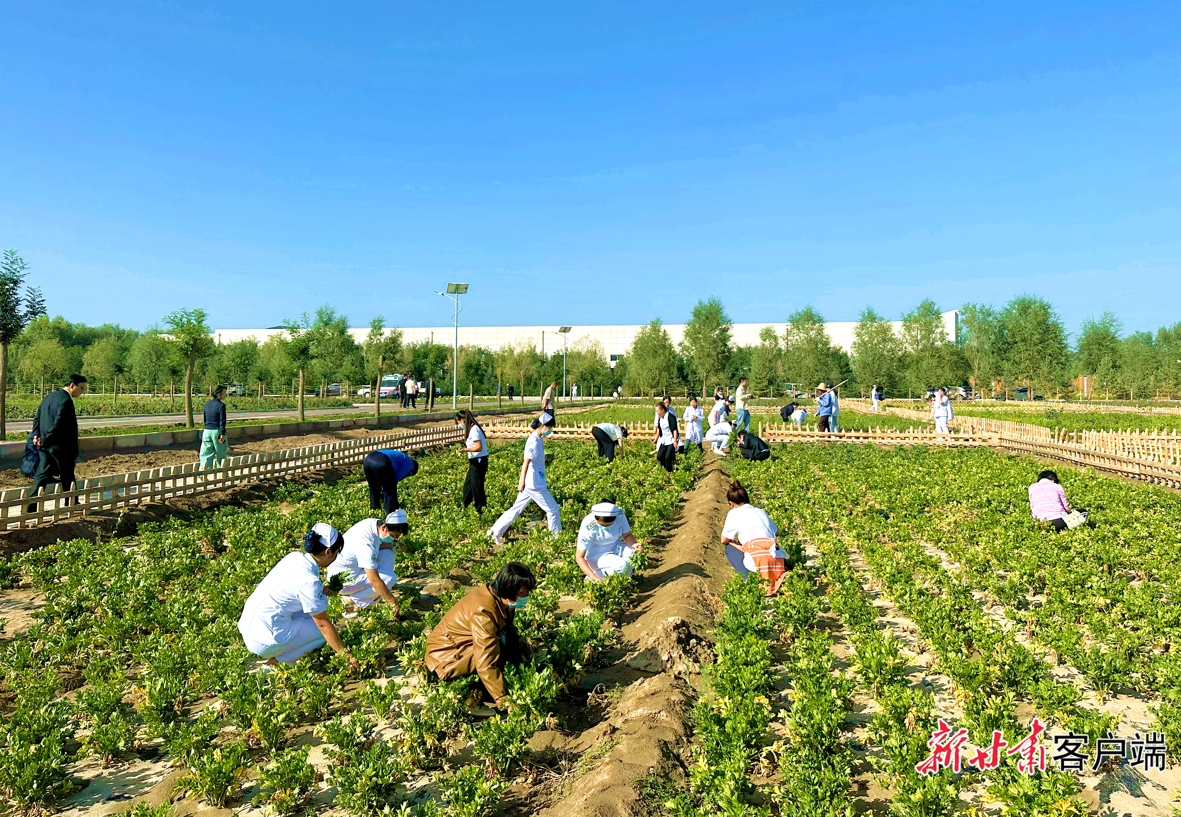 患者家属与医护人员一起在蔬菜种植区采摘蔬菜 新甘肃·甘肃日报记者 金奉乾 摄
