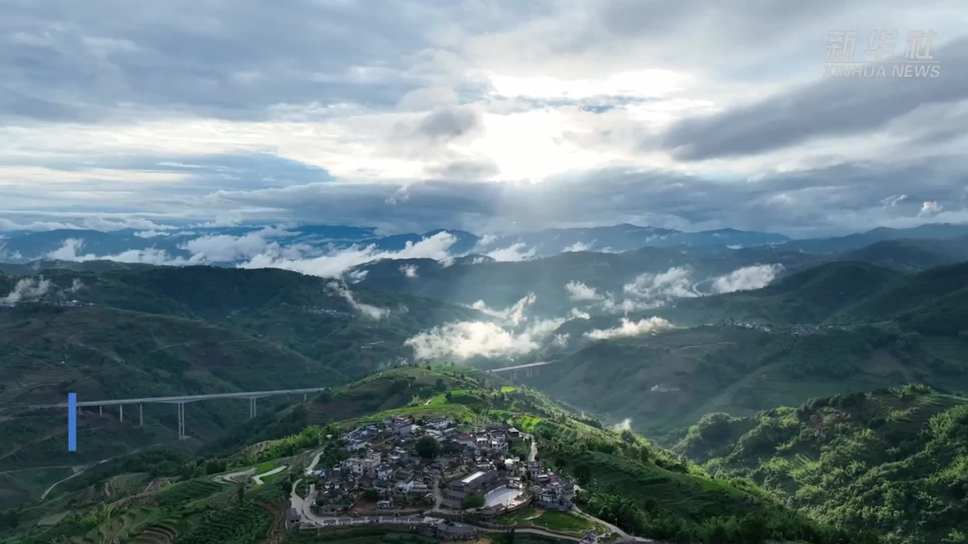 夏至线上一抹紫：云南墨江紫色产业迎丰收